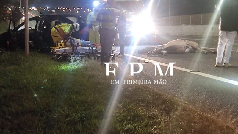 Cavalo solto na Cândido Portinari causa acidente e uma pessoa fica ferida