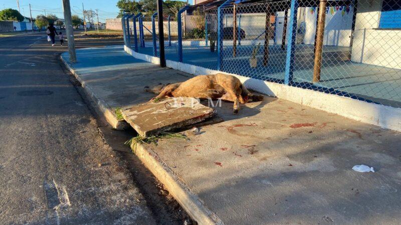 Cavalo é encontrado preso em tampa de esgoto e precisa ser sacrificado