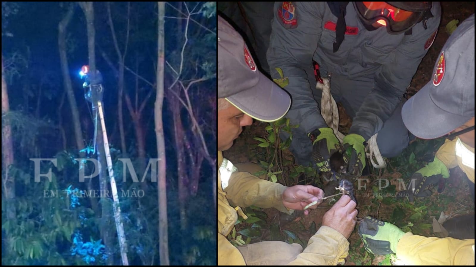 Equipe do Corpo de Bombeiros de Franca resgatou macaquinho preso em árvore com linha de pipa