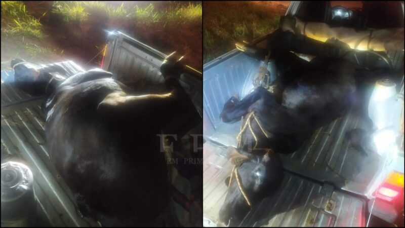 Polícia Militar recupera vaca furtada em sítio em Rifaina; um criminoso foi preso
