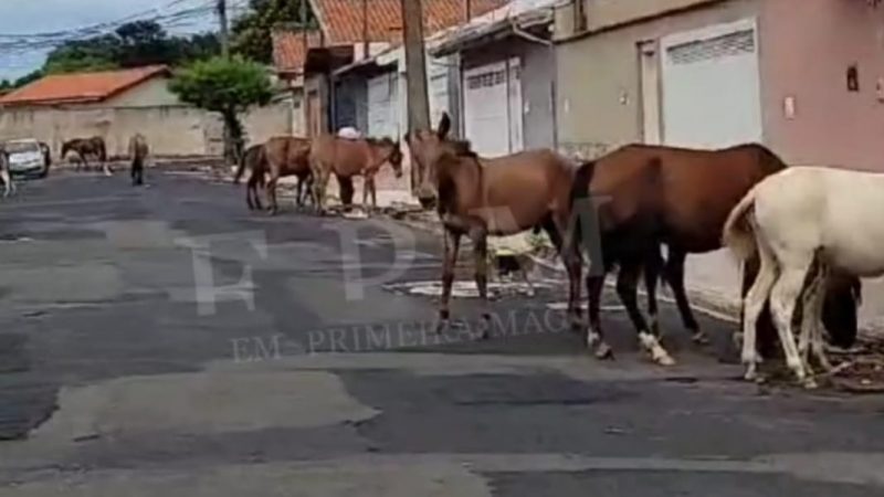 Moradores são surpreendidos com manada de cavalos em Franca