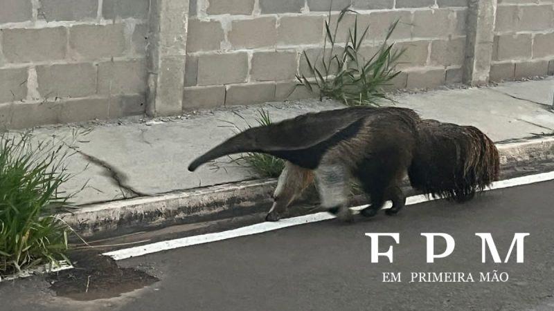 Tamanduá-bandeira é flagrado passeando no bairro Jardim Paraty, em Franca