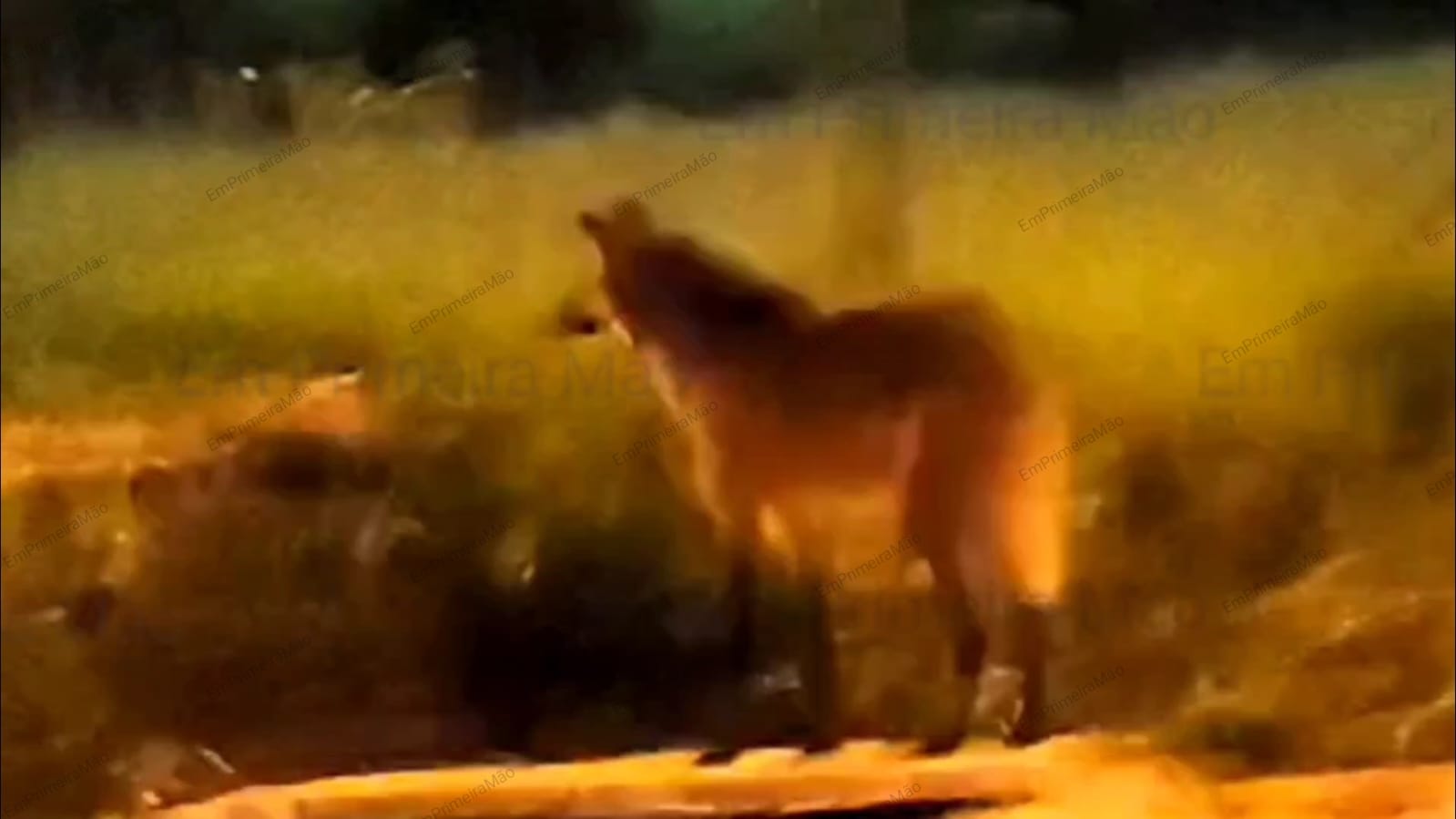 Lobo-guará avistado próximo ao Franca Shopping deixa populares surpresos