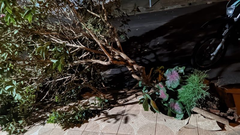 Chuva forte derruba árvores e interdita rodovia em Franca
