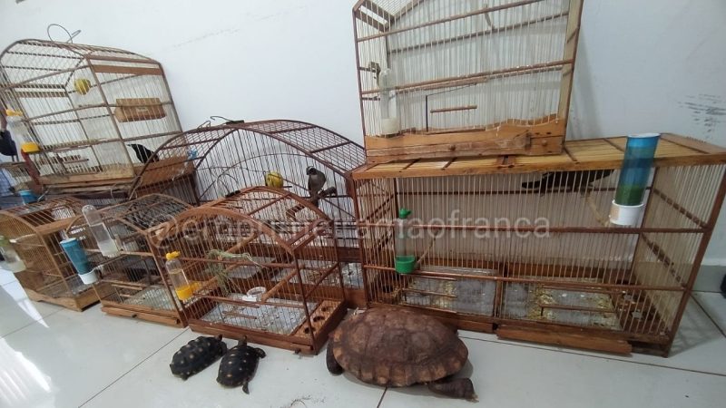 Polícia Militar de São Joaquim da Barra resgata animais silvestres e dois criminosos são presos por tráfico de drogas