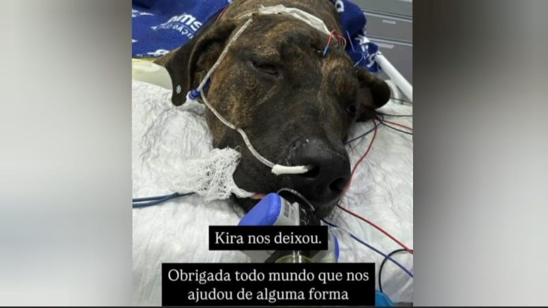 Cachorra agredida com pauladas pelo dono em Ipuã não resiste aos ferimentos
