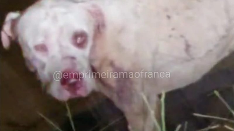 Pitbull mata e fere cães e ataca mulher na Vila Totoli, em Franca