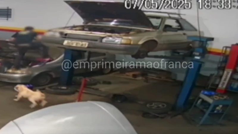 Novas imagens mostram que pitbull quase atacou mecânico antes de matar cães e ferir mulher em Franca