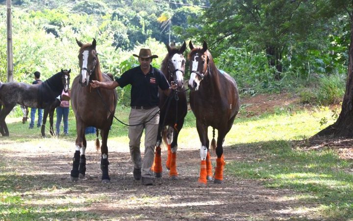 Expoagro começa nesta quinta-feira com exposições de animais de grande porte