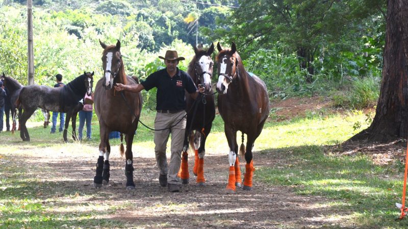 Expoagro começa nesta quinta-feira com exposições de animais de grande porte