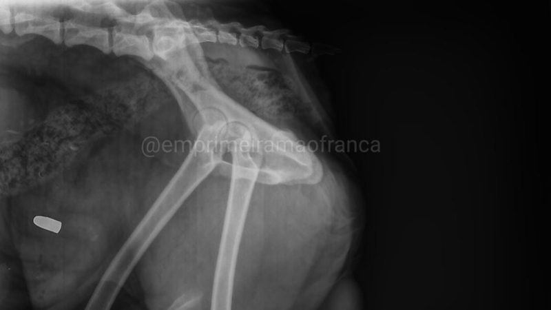 Cão é baleado no Jardim Adelinha em Franca; agressor não foi localizado