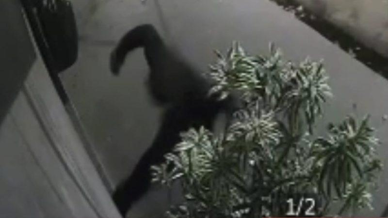 Câmera de segurança flagra homem chutando porta de comércio em Franca