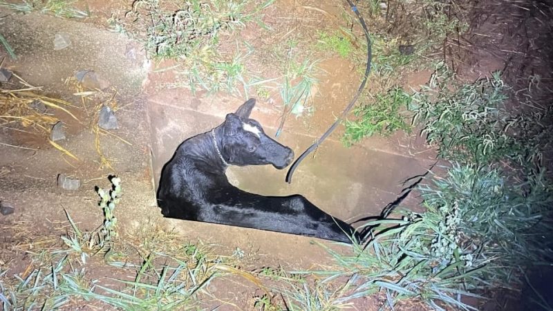 GCM de Rifaina captura gado solto na Cândido Portinari e resgata animal preso em galeria
