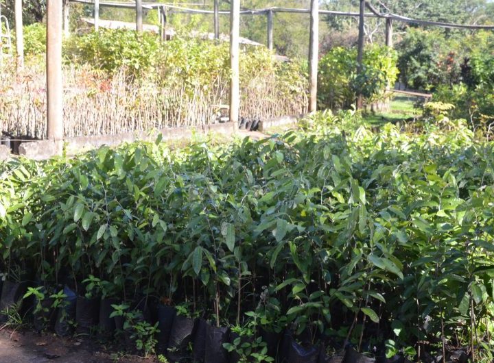Zoobotânico distribui mais de 3.040 mudas de árvores no 1º semestre
