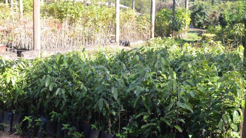 Zoobotânico distribui mais de 3.040 mudas de árvores no 1º semestre