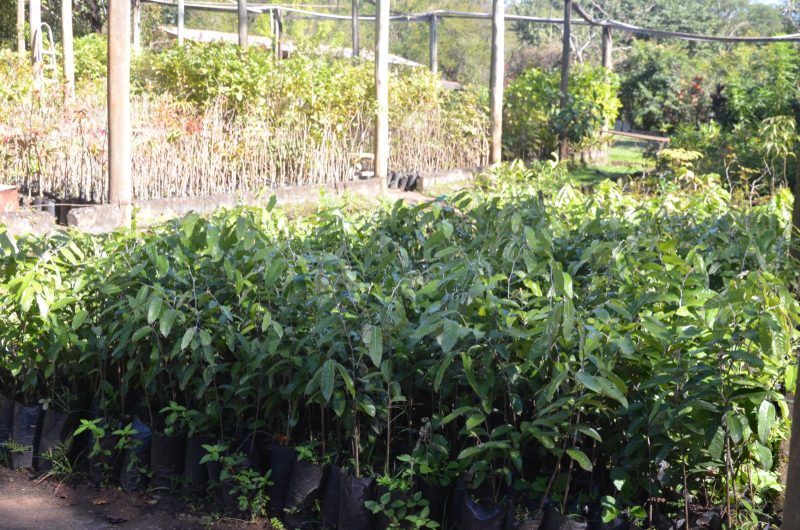 Zoobotânico distribui mais de 3.040 mudas de árvores no 1º semestre