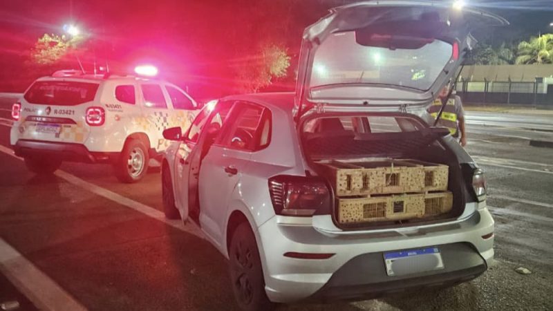 Polícia Rodoviária apreende cerca de 200 aves silvestres em operação no pedágio de Ituverava