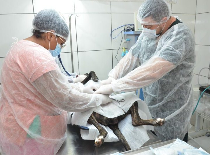 Meio Ambiente realizará mais 2.640 castrações de cães e gatos