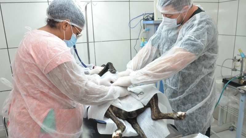 Meio Ambiente realizará mais 2.640 castrações de cães e gatos