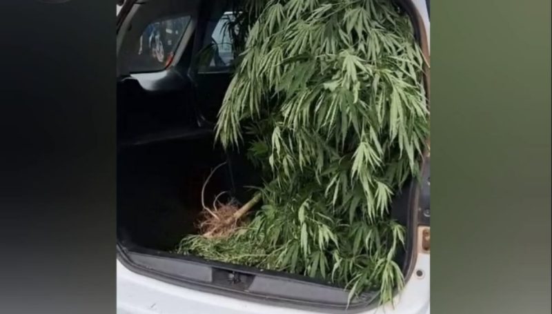 Homem é detido por cultivar maconha nos fundos de borracharia em Franca