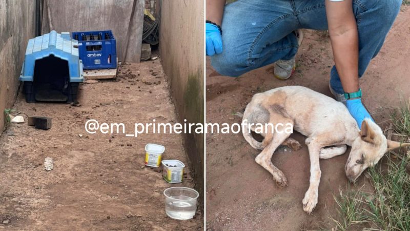 Cachorro é resgatado em situação de maus-tratos em Cristais Paulista