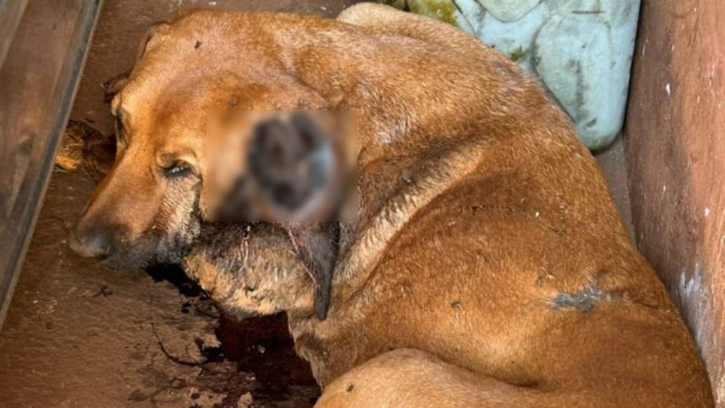 Operação da Polícia Civil em Cristais Paulista resulta em duas prisões e resgate de animal vítima de maus-tratos