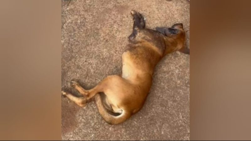 Cachorra vítima de maus-tratos morre em Cristais Paulista