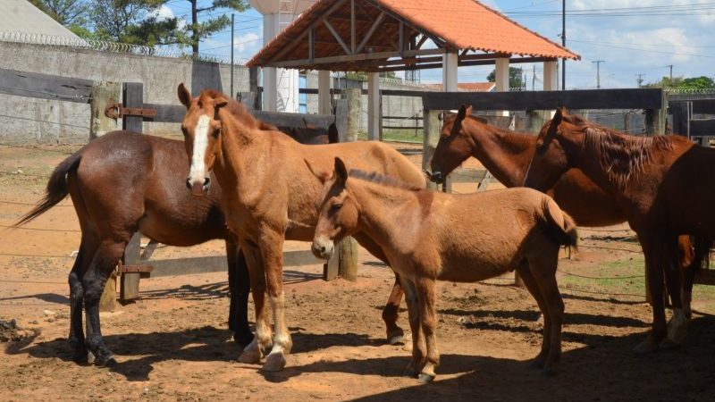 Canil Municipal e Guarda Civil recolhem 11 animais na Vila Santos Dumont e Mundo Novo