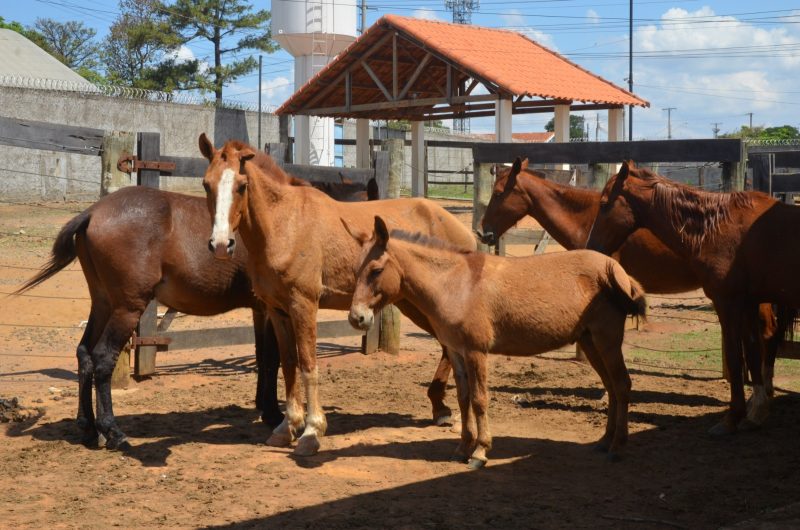 Canil Municipal e Guarda Civil recolhem 11 animais na Vila Santos Dumont e Mundo Novo