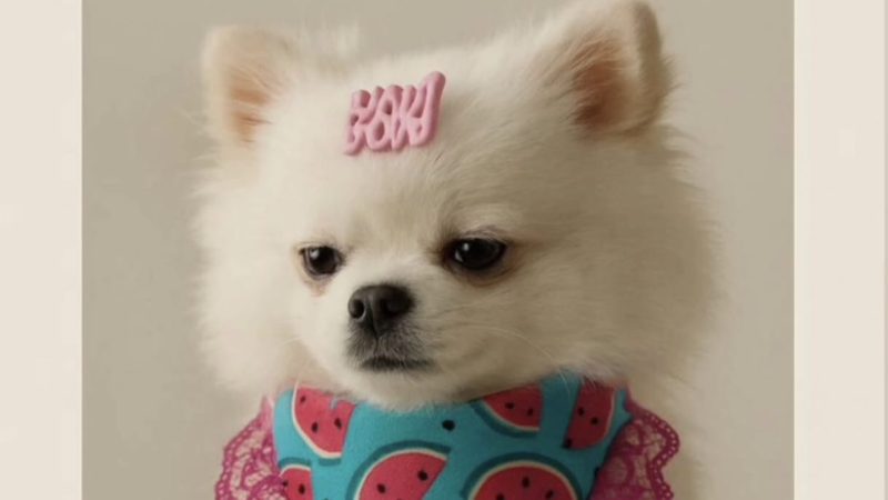 Cachorrinha desaparece no Ângela Rosa e família faz apelo desesperado por informações