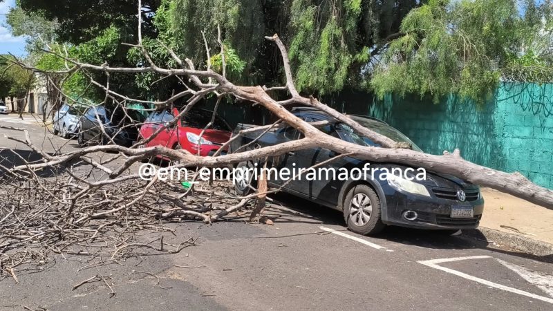 Câmera de segurança registra árvore caindo sobre veículo em Franca
