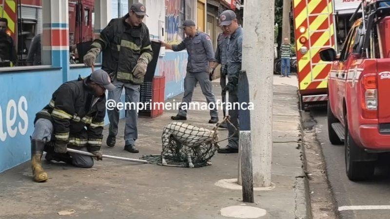 Três pessoas ficaram feridas após serem atacadas por cachorro em Franca