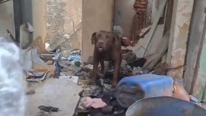 GCM resgata cachorro que sofria maus-tratos em residência abandonada em Franca