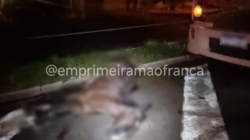 Égua prenha morre após ser atropelada por caminhão em rodovia de Franca