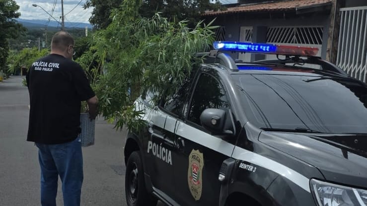 Operação conjunta apreende 12 pés de maconha e prende criminoso em Rifaina