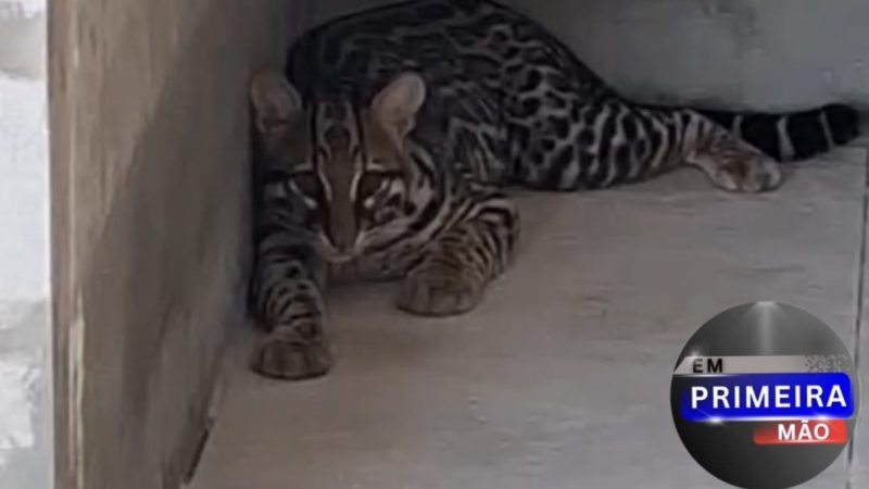 Jaguatirica é capturada pelo Corpo de Bombeiros em condomínio de Franca