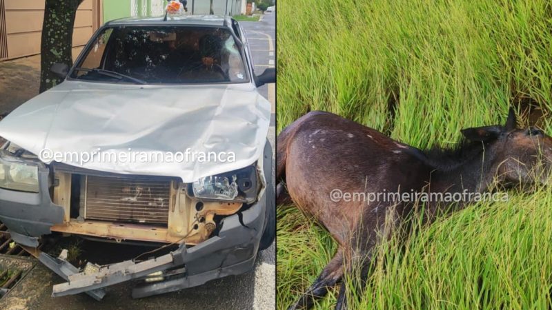 Animal solto causa grave acidente no Jardim Pulicano, em Franca