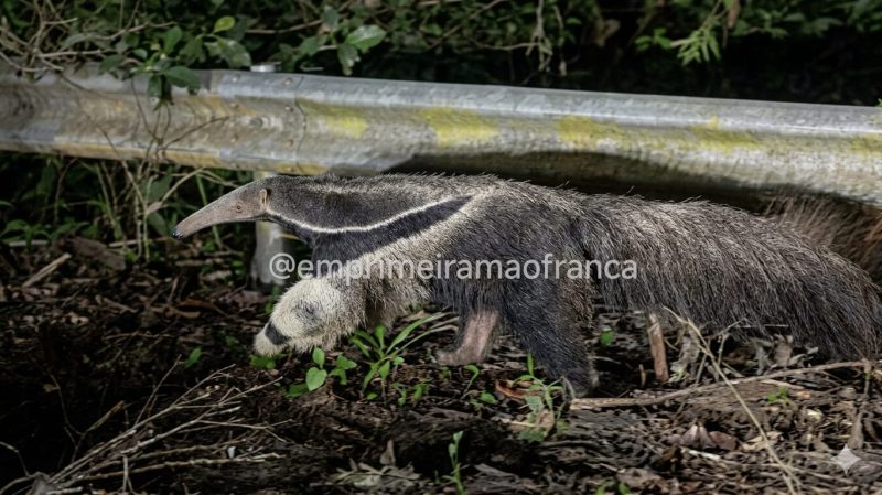 Tamanduá-bandeira circula por estrada e chama atenção de quem passava pela região