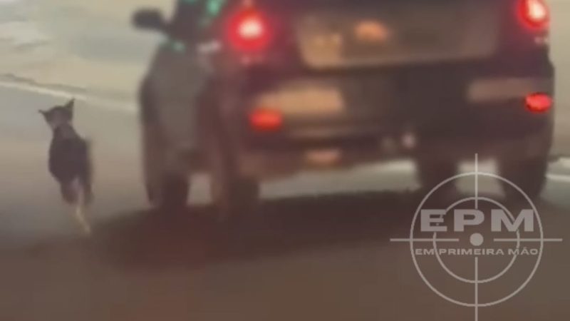 Imagens de possíveis maus-tratos chamam atenção em Franca, mas a história tem outro lado