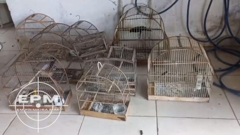 Operação contra o tráfico resulta em prisão e apreensão de pássaros em situação de abandono