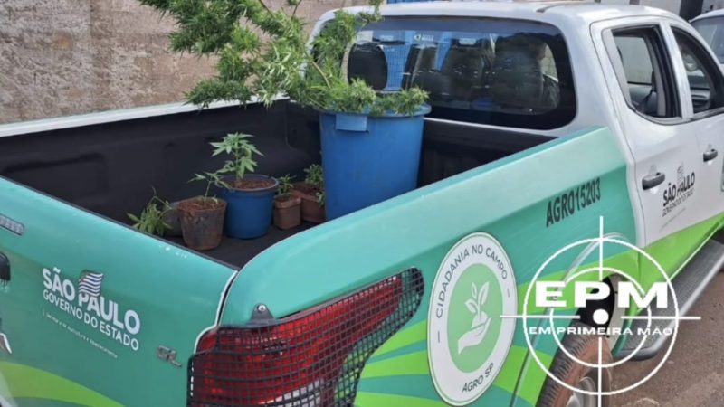Polícia Militar apreende 14 pés de maconha em residência em Itirapuã