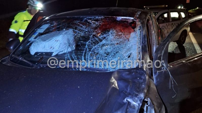 Animal solto na pista provoca grave acidente em rodovia da região