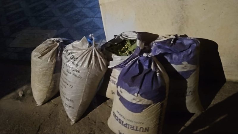 Trio é preso por furto de café em lavoura e receptador também acaba detido em Pedregulho