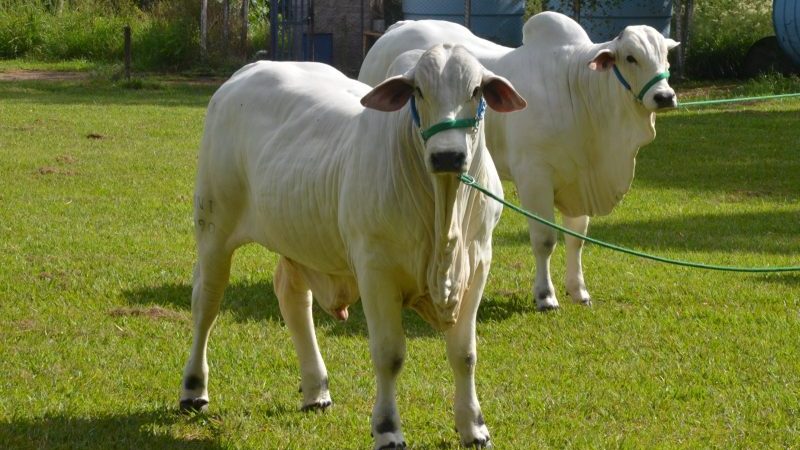 55ª Expoagro reunirá maior exposição regional de Nelore e fortalecimento do agronegócio