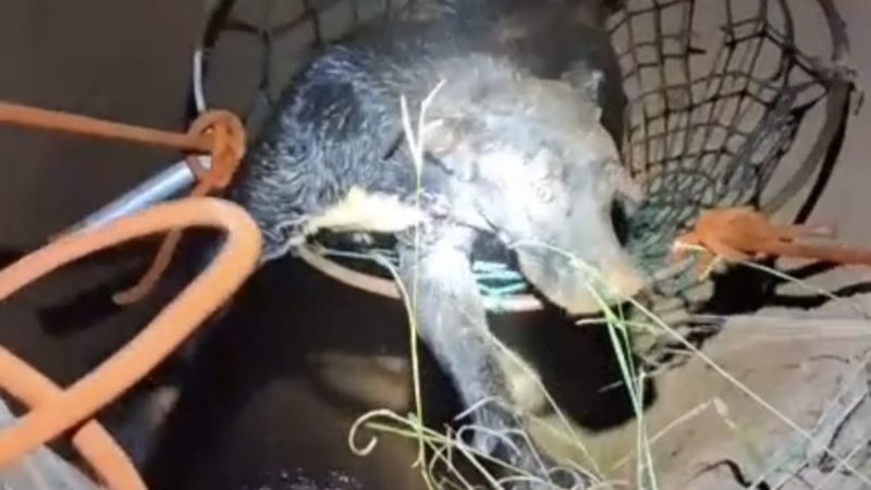 Cachorro é resgatado de cisterna com cerca de 10 metros de profundidade em Franca
