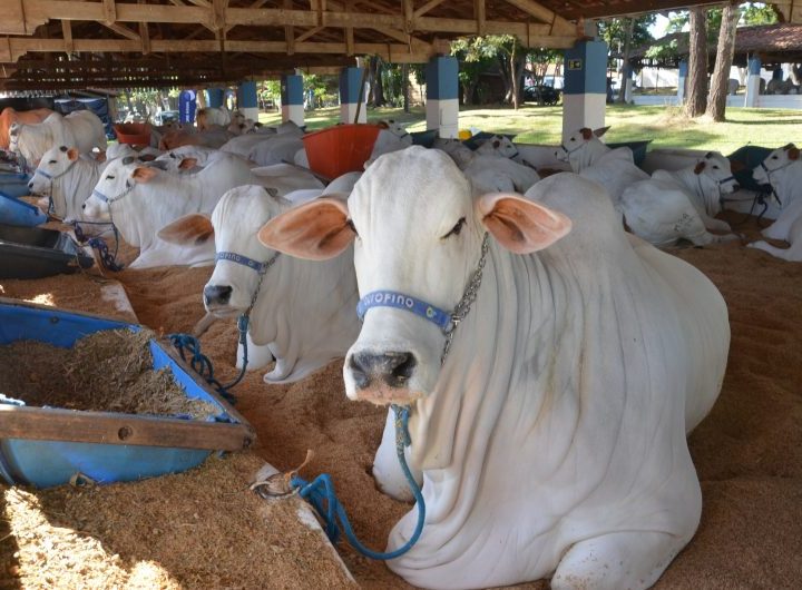 Exposições de Nelore e Mangalarga abrem a Expoagro 2026