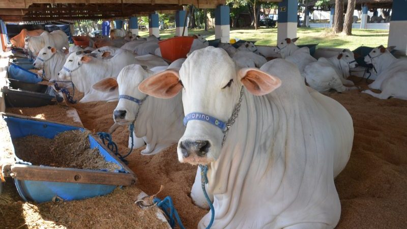 Exposições de Nelore e Mangalarga abrem a Expoagro 2026