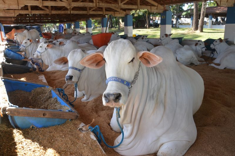 Exposições de Nelore e Mangalarga abrem a Expoagro 2026
