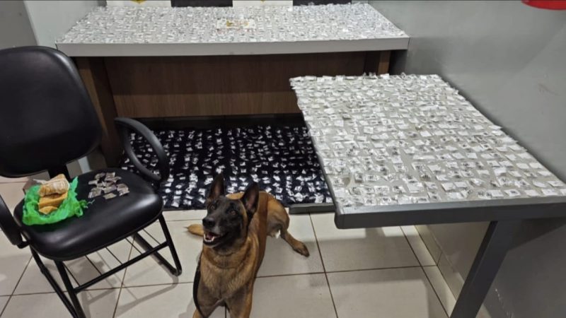 Cão Dexter do BAEP localiza mais de 1,5 mil porções de drogas escondidas em terreno