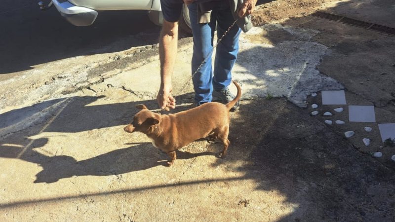 GCM soluciona caso de abandono de animal e garante novo lar para cachorro em Franca
